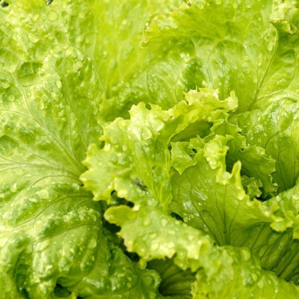 Graines de laitue batavia great lakes 118 - vilmorin sachet