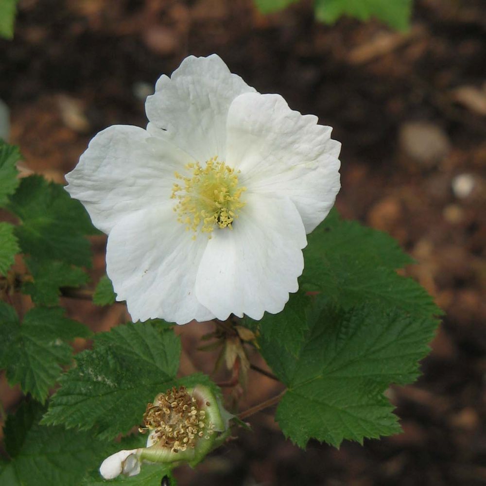 Ronce 'benenden' pot de 3l/4l