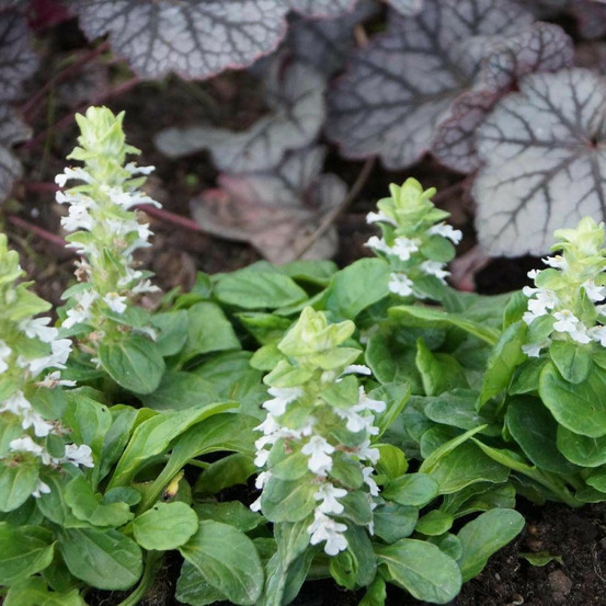 Bugle rampante blanche, ajuga lot de 3 godets