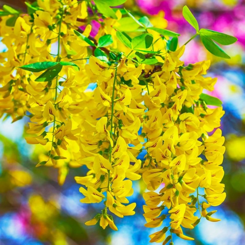 CYTISE GF H20A40-(766450)