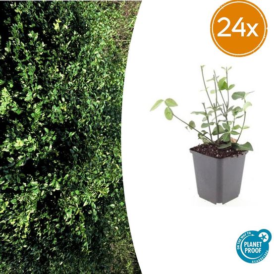 Lot de 24 - euonymus fort. 'coloratus' - h10-25 cm