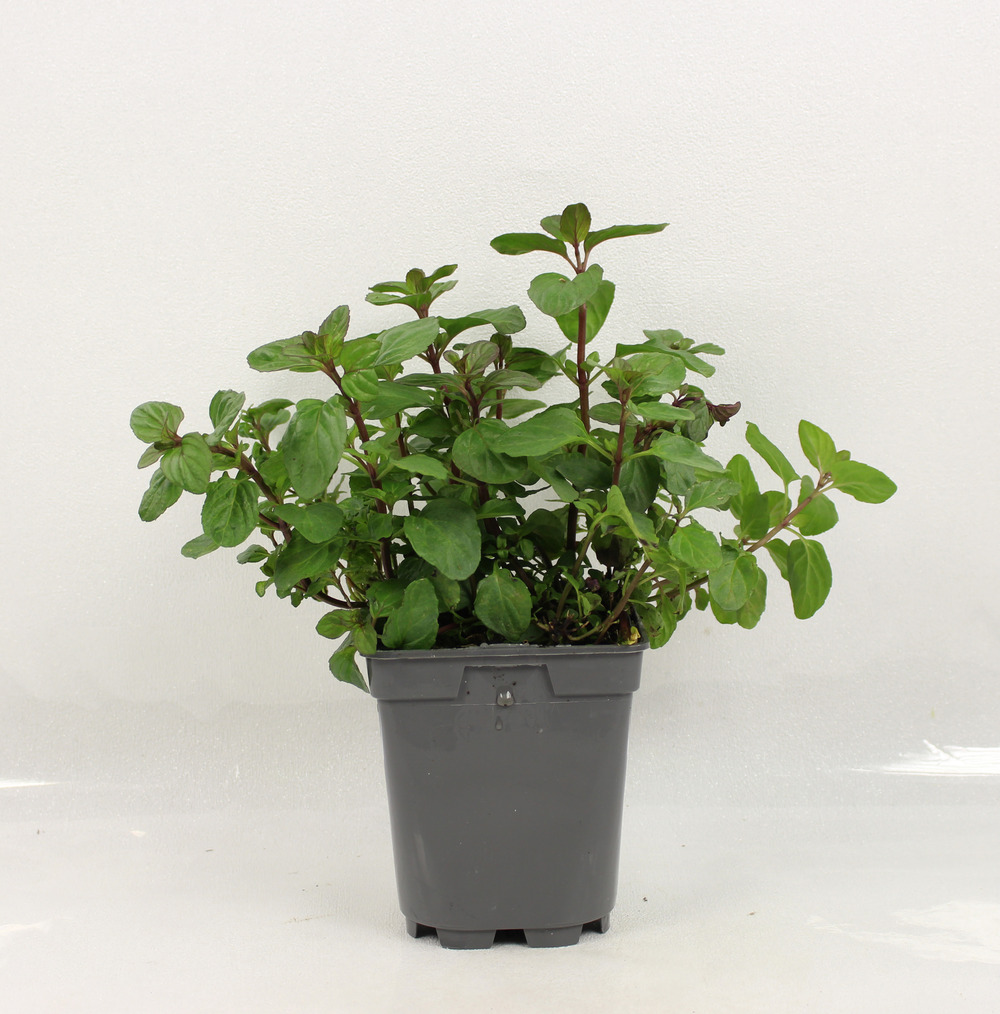 Menthe bergamote pac pot 1 l