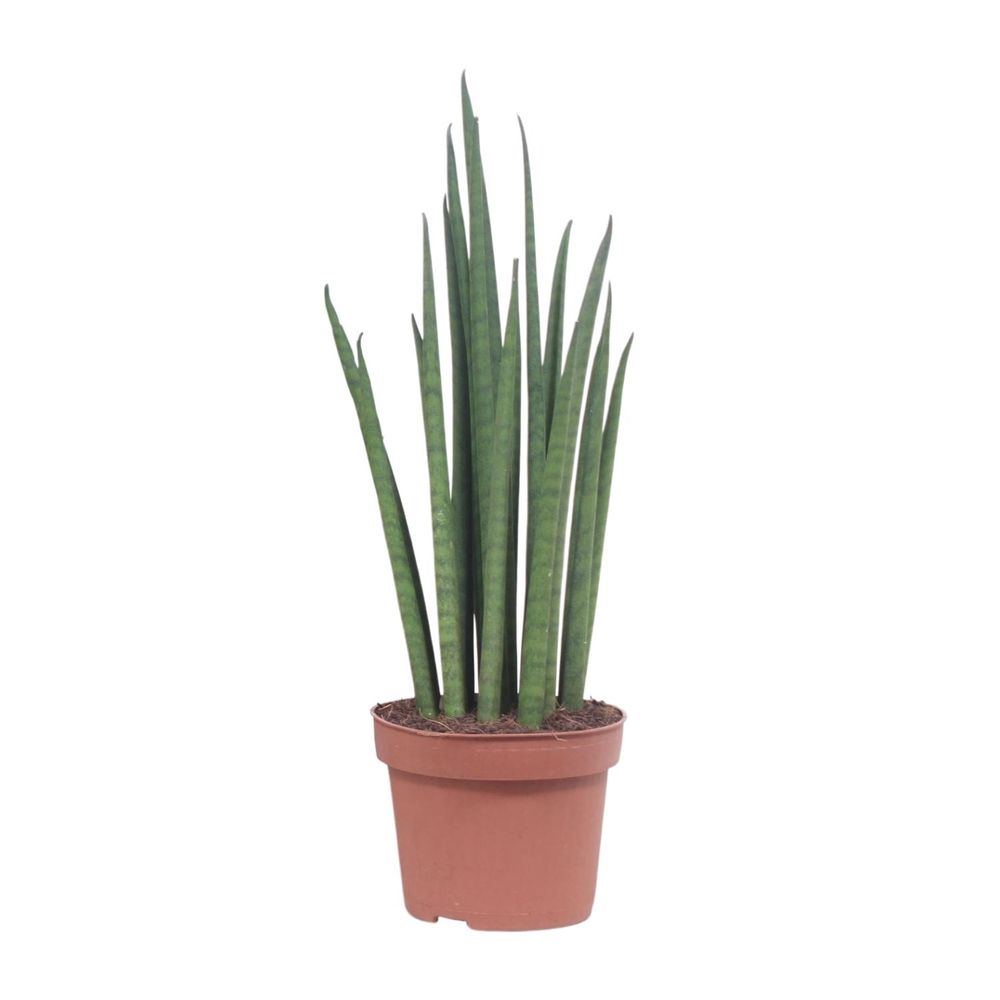Sansevieria mikado - ø12cm - ↕40cm - plantes d'intérieur