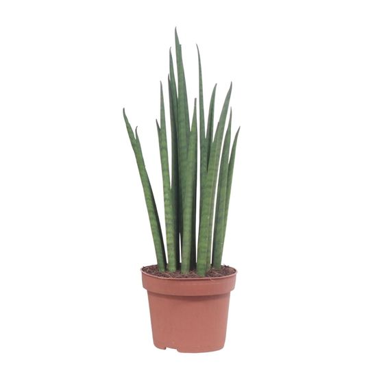 Sansevieria mikado - ø12cm - ↕40cm - plantes d'intérieur