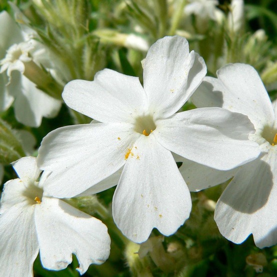 Phlox mousse 'white delight' godet de 8/9 cm