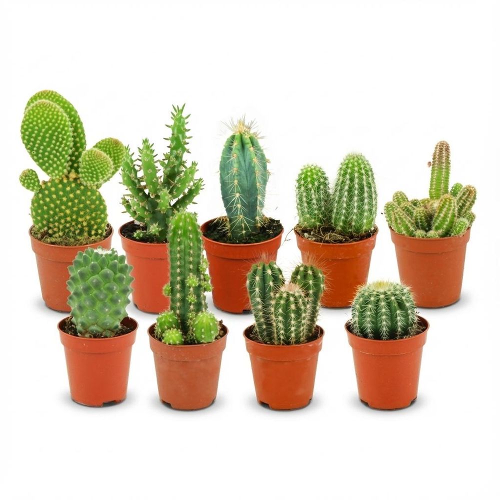 Mini cactus - lot de 9 - ø5,5cm - ↕10cm - plante d’intérieur