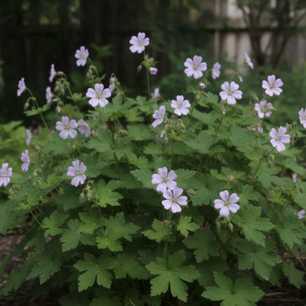 Géranium vivace chantilly lot de 3 godets
