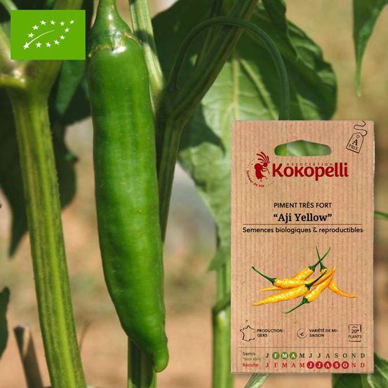 Piment aji yellow- graines bio à semer