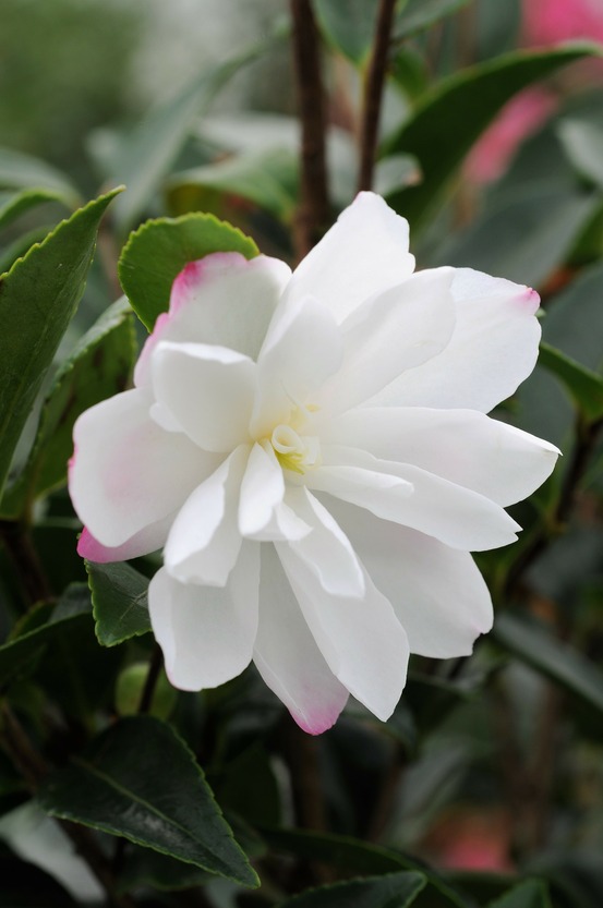 Camélia 'blush' - en pot de 1 litre