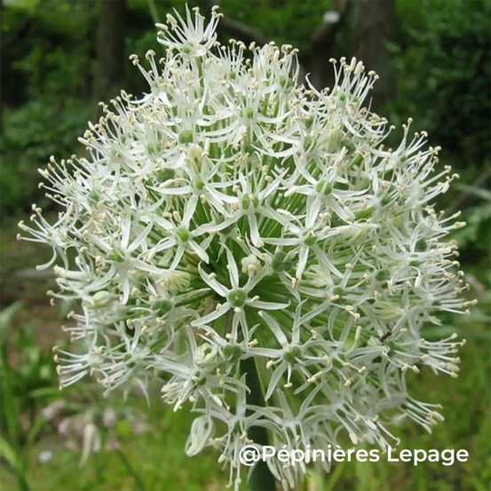3 ails de perse 'mount everest' (allium stipitatum 'mount everest')