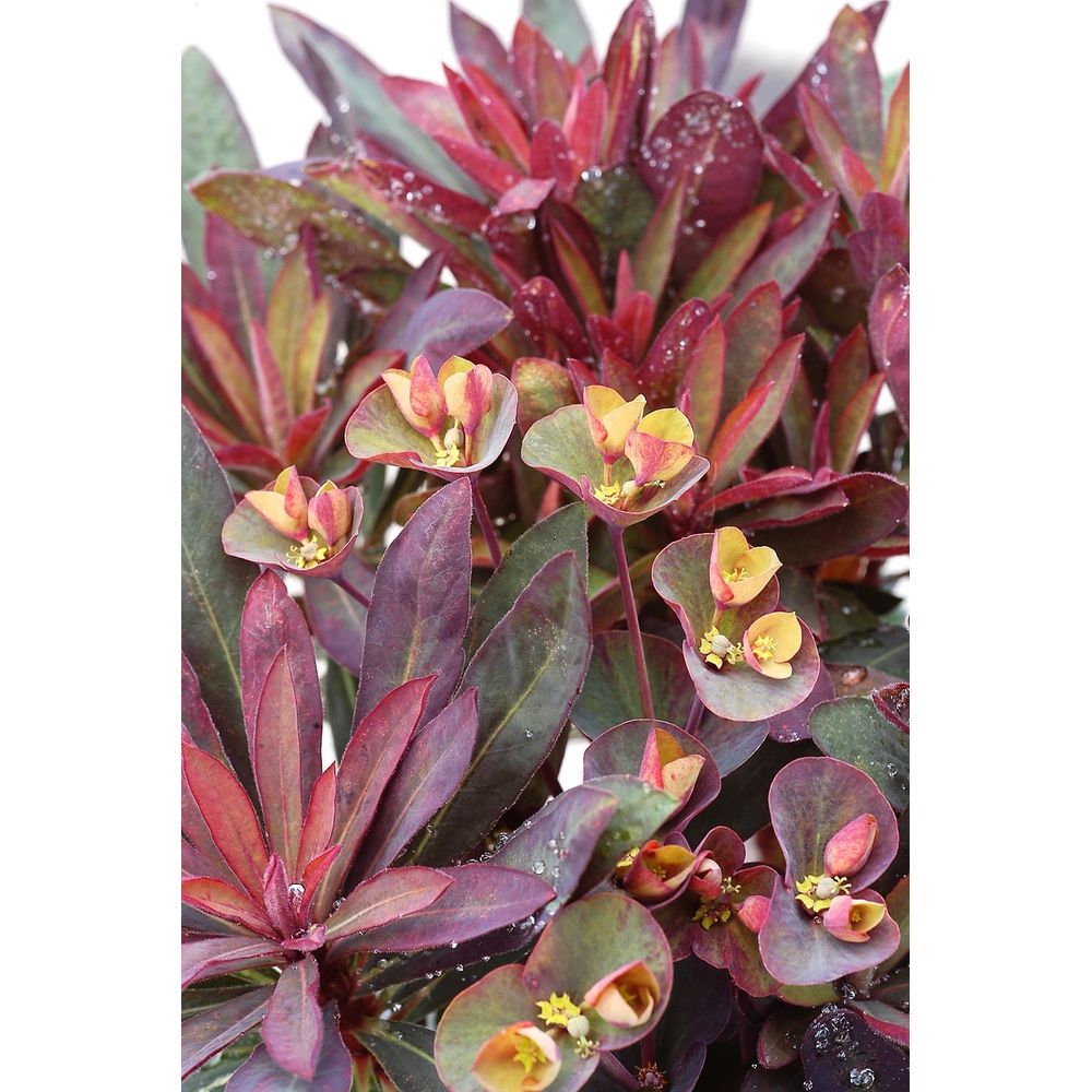 Euphorbe 'purpurea' - en pot de 3 litres