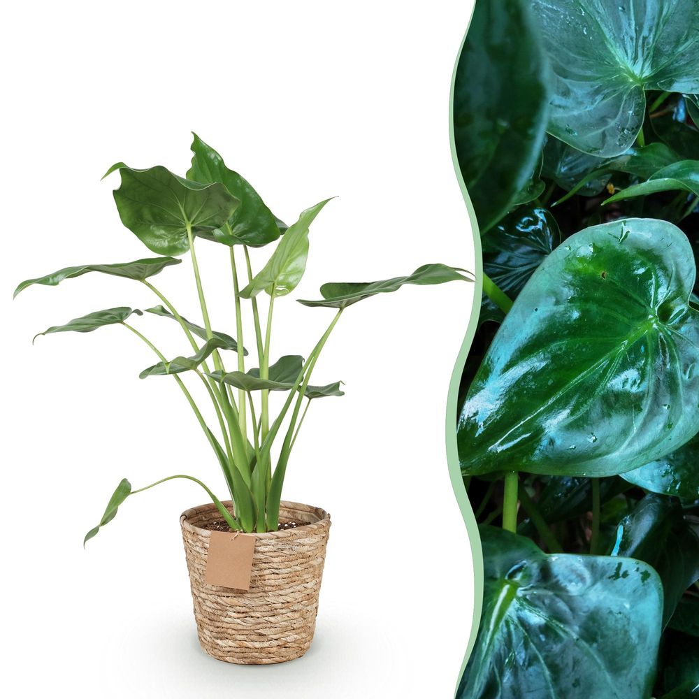 Alocasia cucullata - main de bouddha - plantes d'intérieur