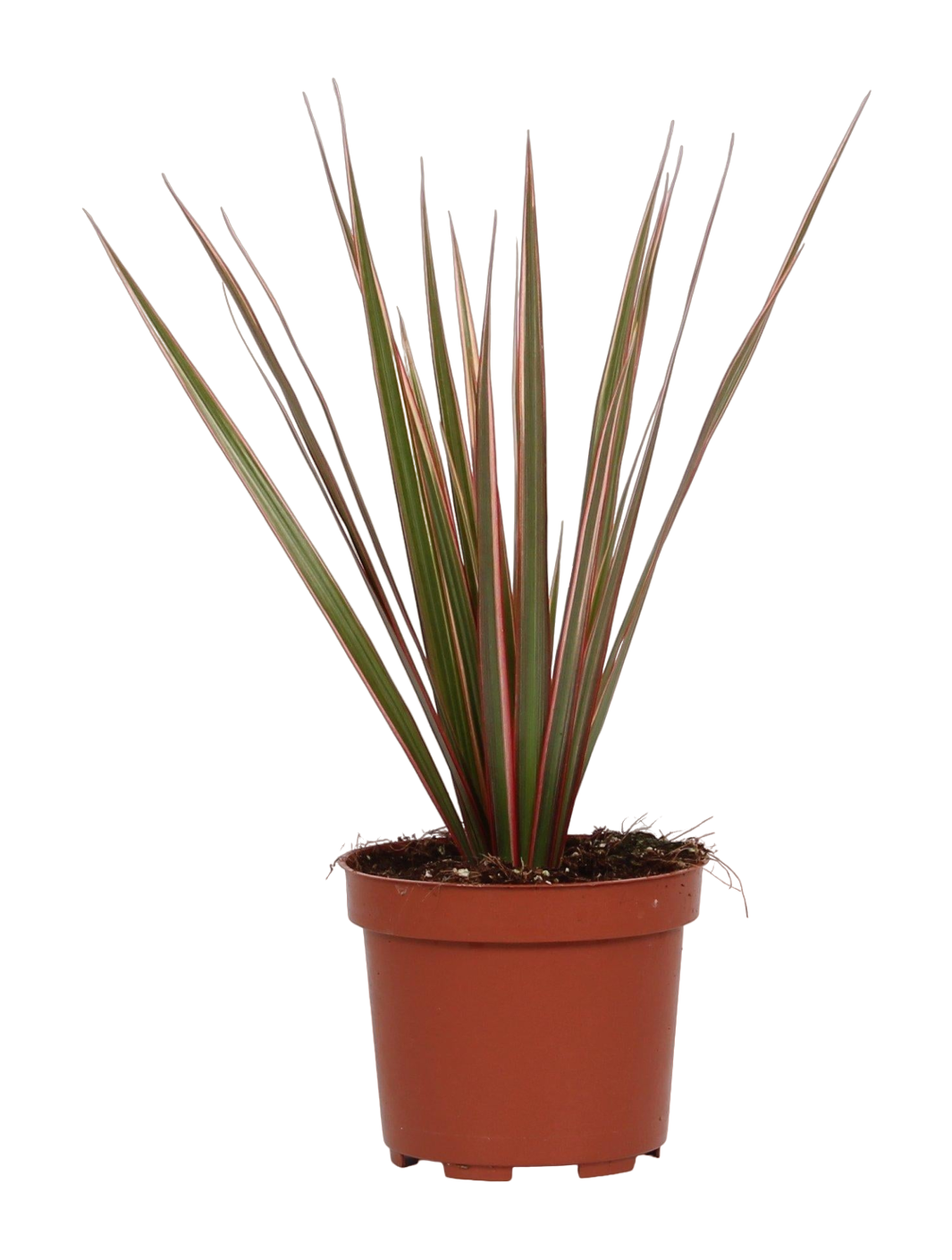 Plante d'intérieur - dracaena bicolor 30.0cm