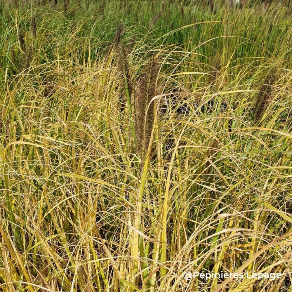 3 herbes aux écouvillons 'lepage gold' (pennisetum alopecuroides 'lepage gold')