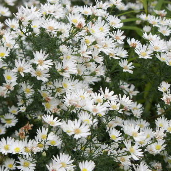 6 x aster 'monte cassino' - aster 'monte cassino' - godet 9cm x 9cm