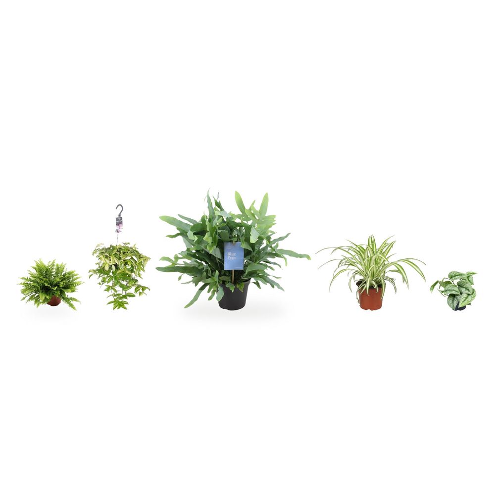 Cascade fraîcheur - fougères, rubans et plante araignée — lot de 5 plantes