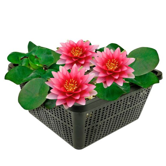 Nénuphar rouge - set complet - incl. Panier substrat gravier aliment