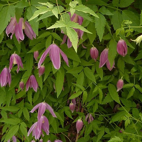 Clématite des alpes 'ruby' clematis alpina 3l - 60/90cm
