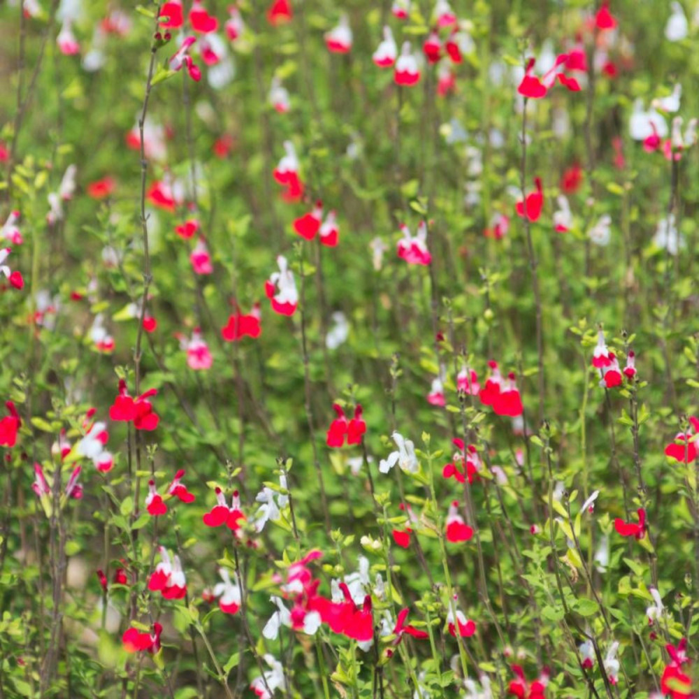 Sauge à petites feuilles hot lips® pot de 3l - 20/40 cm