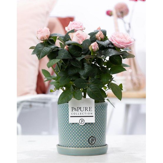 Rosier rose et pot en céramique vert