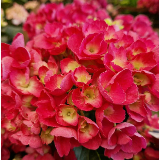 Hortensia macrophylla 'julisa' pot de 1,5l - 20/40 cm