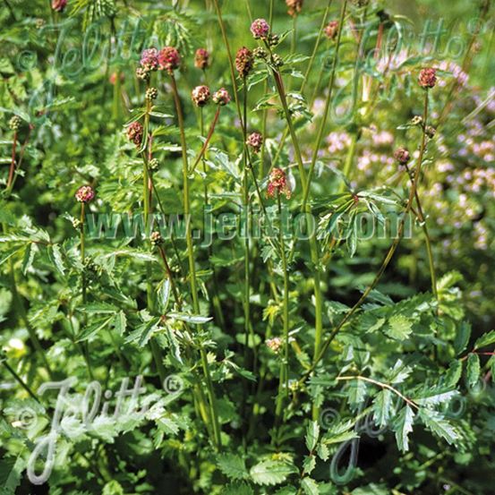 Sanguisorba - pimprenelle minor lot de 5 godets