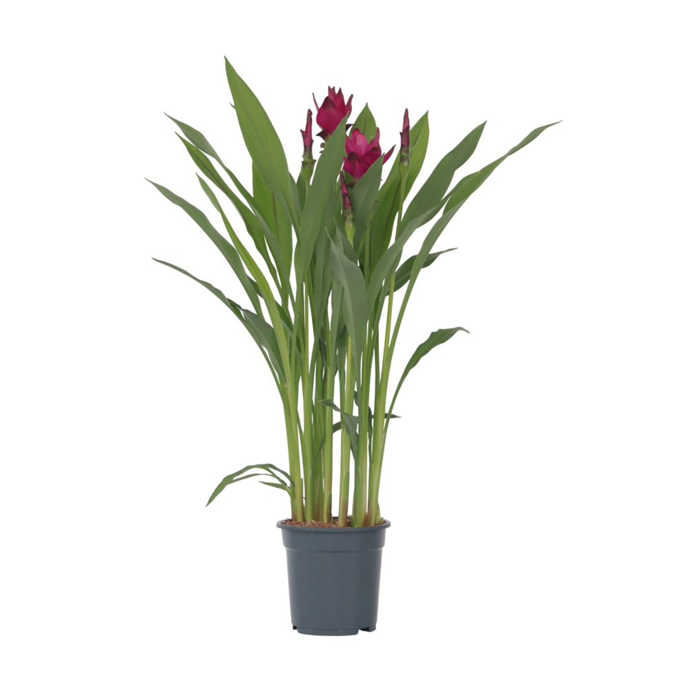 Plante tropicale - curcuma alismatifolia - hauteur 70-90cm - 19cm |  Truffaut