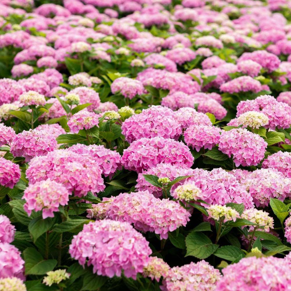 Hortensia 'endless summer'® the original pot de 12l/15l