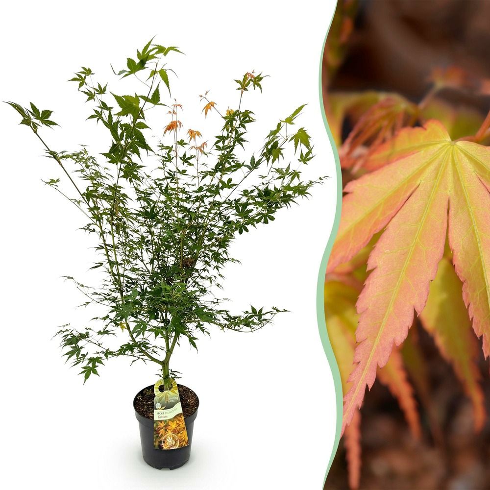 Érable du japon 'katsura' - pot 26 cm - hauteur 90 cm