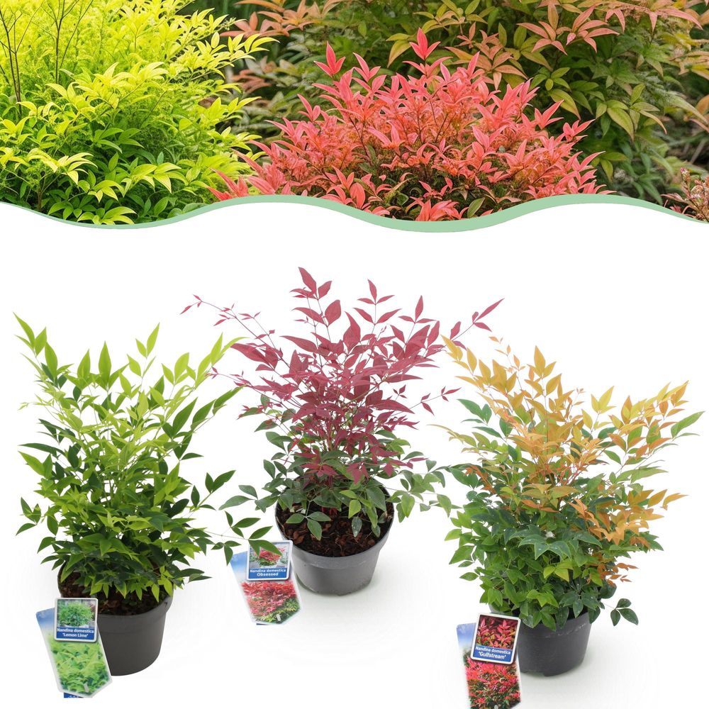 Bambou sacré - lot de 3 - pot 17 cm - hauteur 45 cm