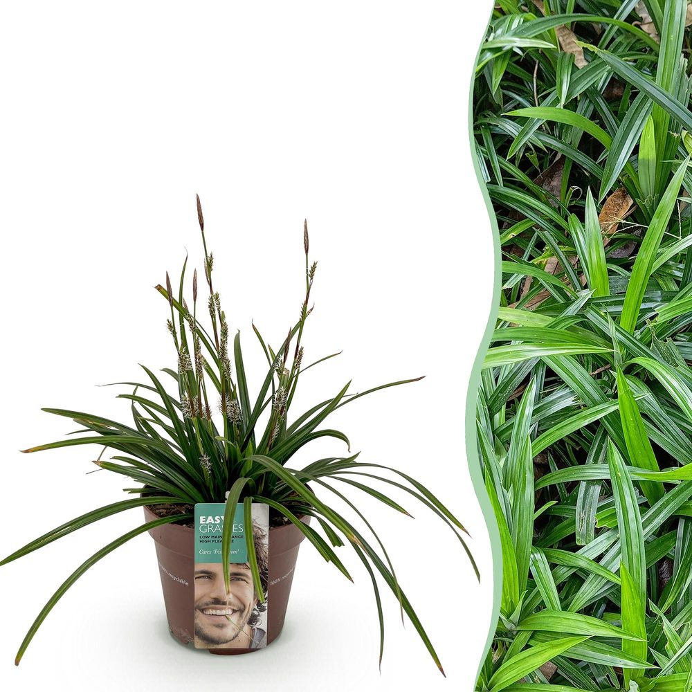 Laîche 'irish green' - pot 17 cm - hauteur 50 cm