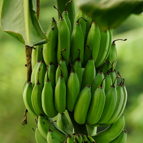 Banane plantain pot de 15l