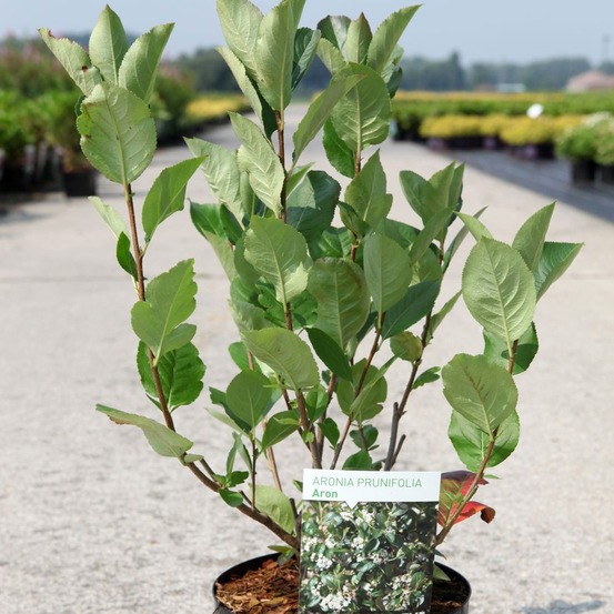 Aronie 'aron' pot de 2l/3l