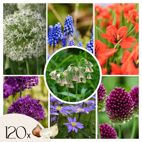 Mélange de bulbes pour abeilles et papil - set de 120 - bulbes à fleurs