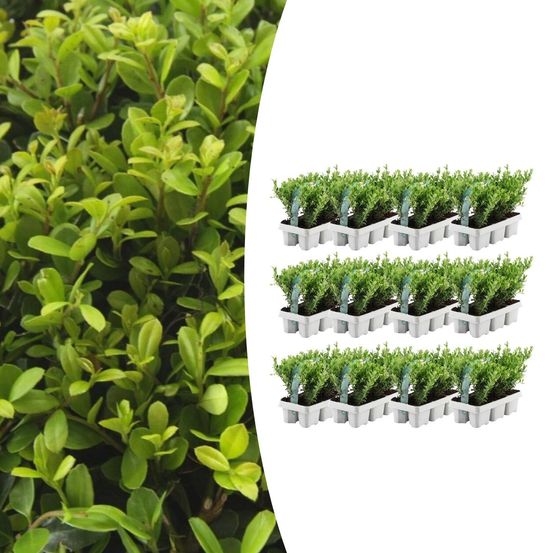 Lot de 12 - 6 pack ilex crenata 'jenny' - h25 cm