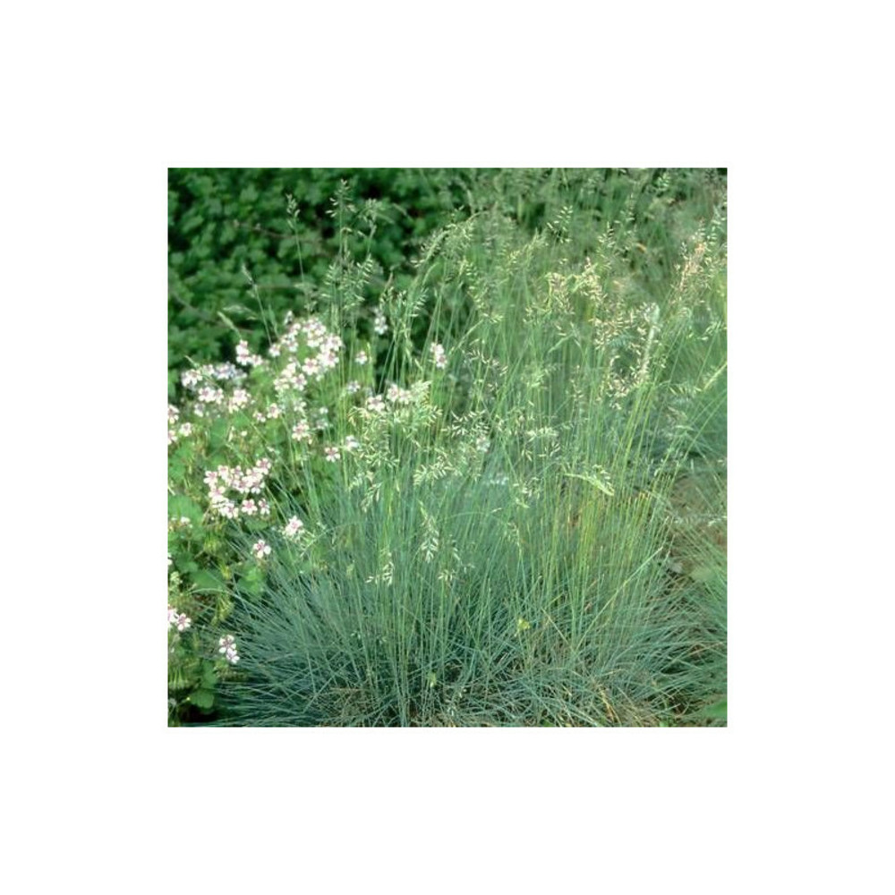 Fétuque améthyste godet - 5/20 cm