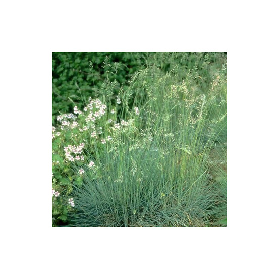 Fétuque améthyste godet - 5/20 cm