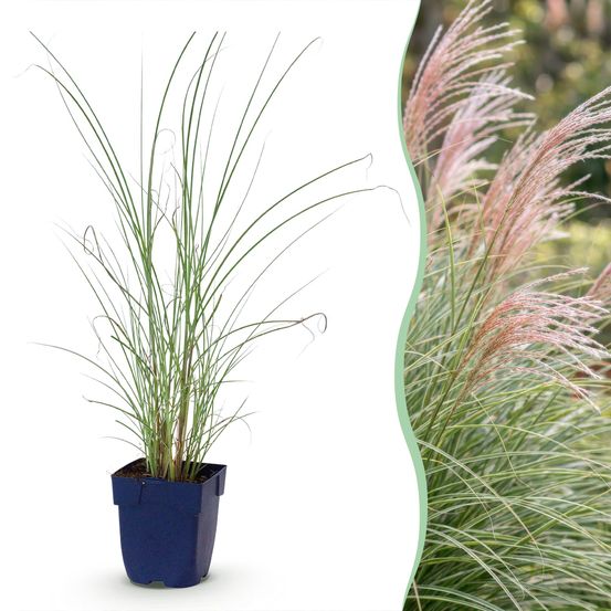 Roseau de chine 'morning light' - lot de 12 - pot 11 cm - hauteur 25 cm - plante d'extérieur