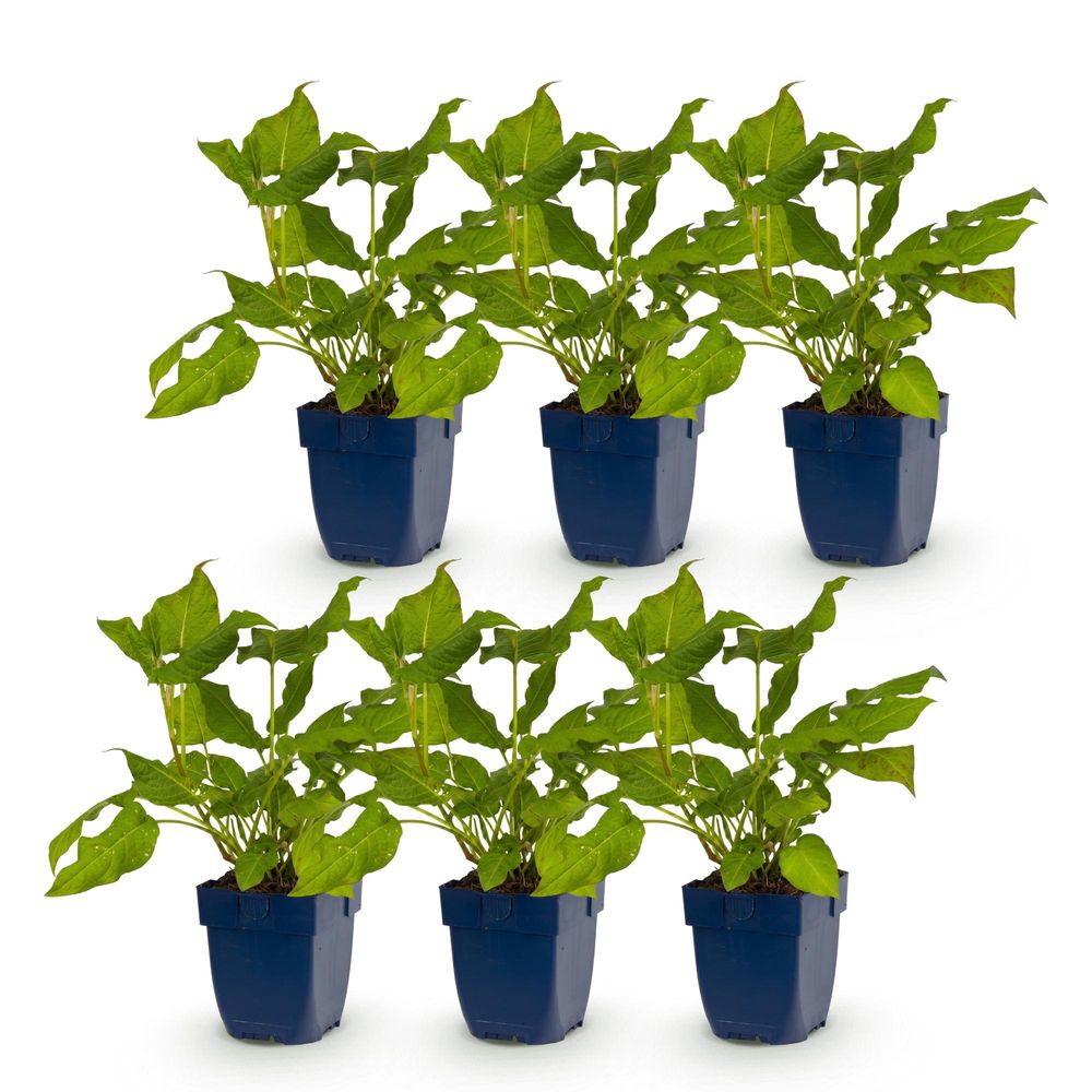 Renouée - lot de 6 - pot 11 cm - hauteur 25 cm - plante d'extérieur