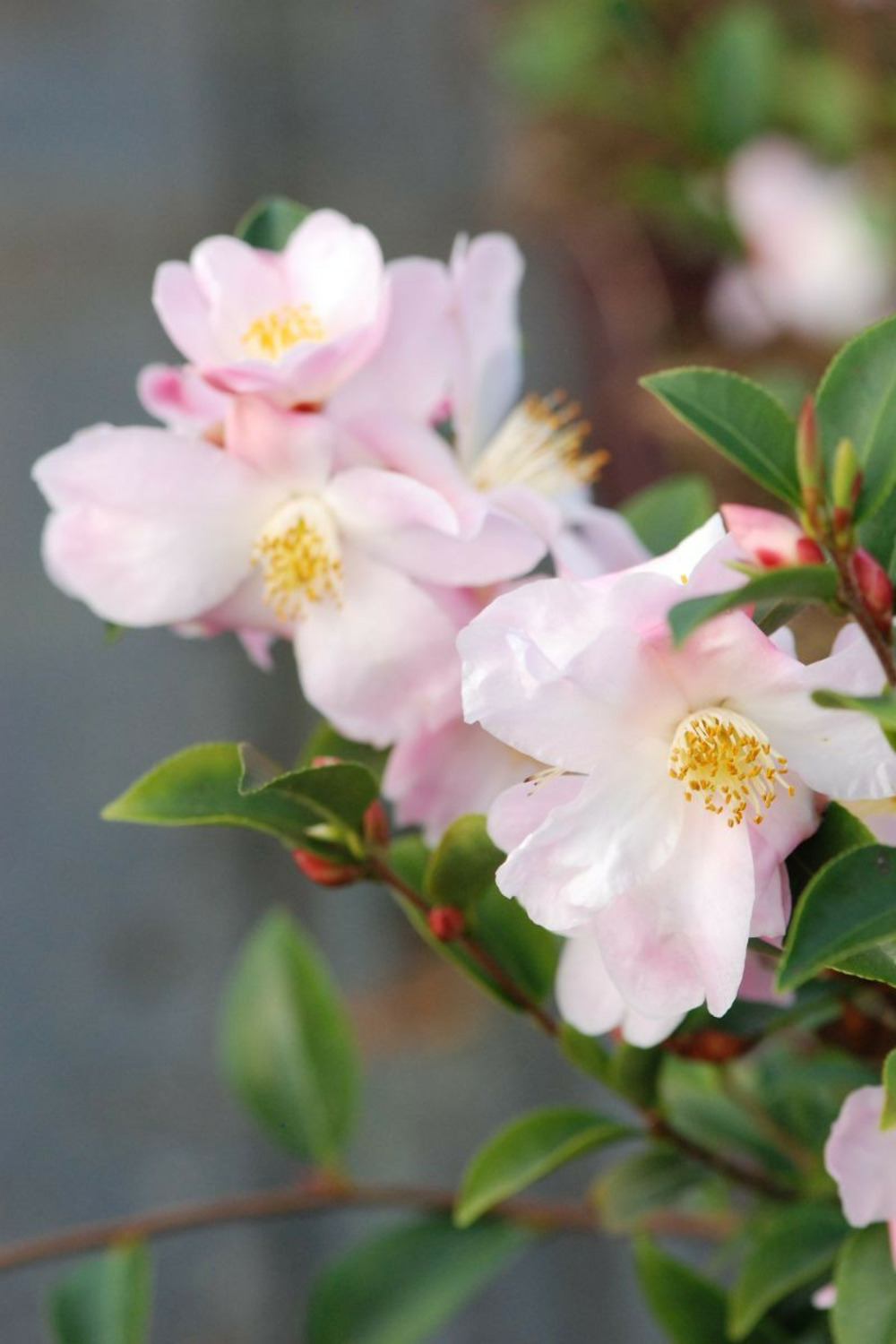 Camélia 'fairy blush' - en pot de 2 litres