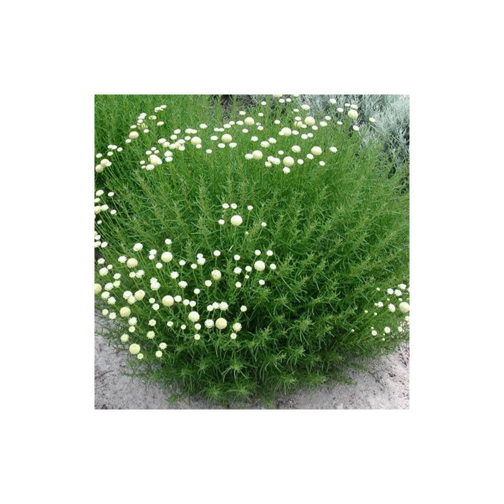 Santoline à feuilles de romarin lot de 5 godets