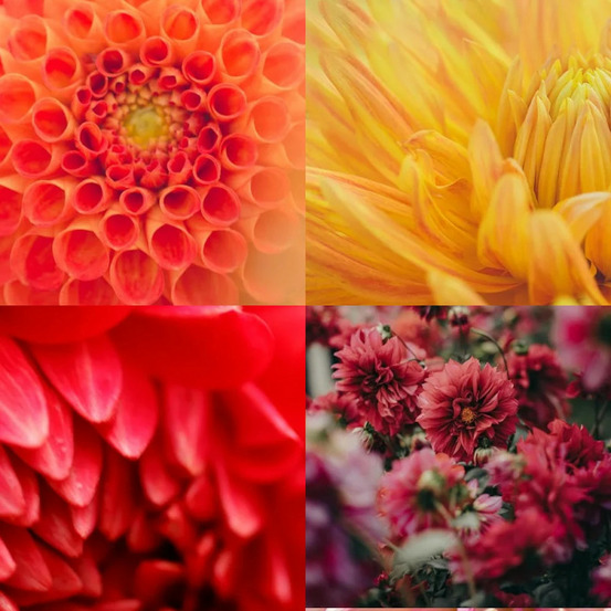 Bulbe de dahlia en mélange de tons jaunes et rouges sachet de 4 bulbes