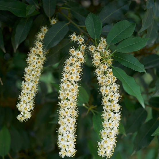 Laurier du portugal - prunus lusitanica 40cm en pot