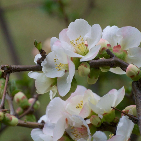 Cognassier du japon nivalis, chaenomeles pot de 3l - 20/40 cm