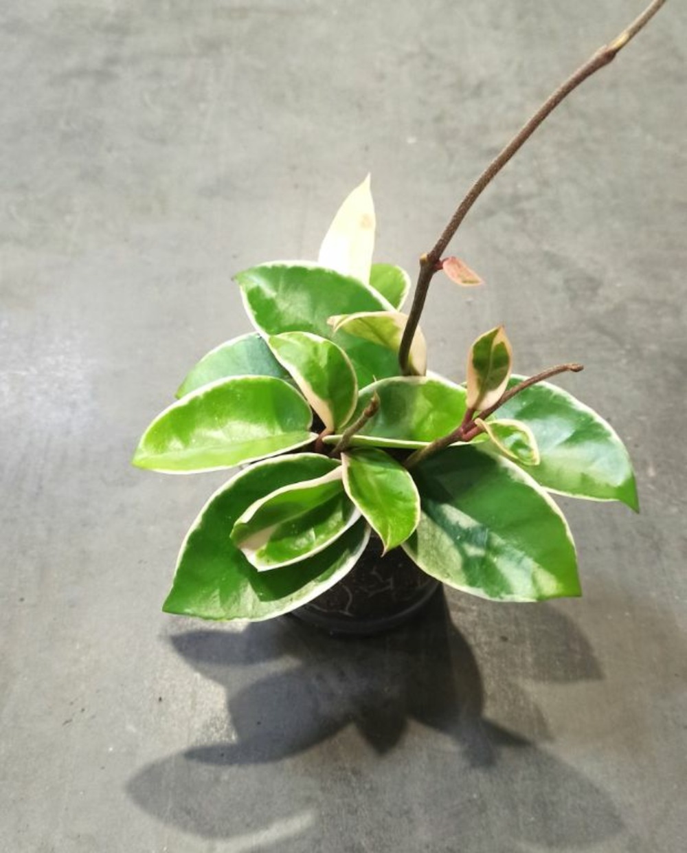 Hoya carnosa krimson queen small d. 6cm h. 12cm - plante d'intérieur