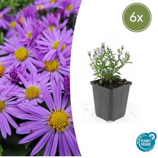 Aster nain d'automne 'prof. Anton kippenberg' x6 – entre 0,38 et 0,5m2