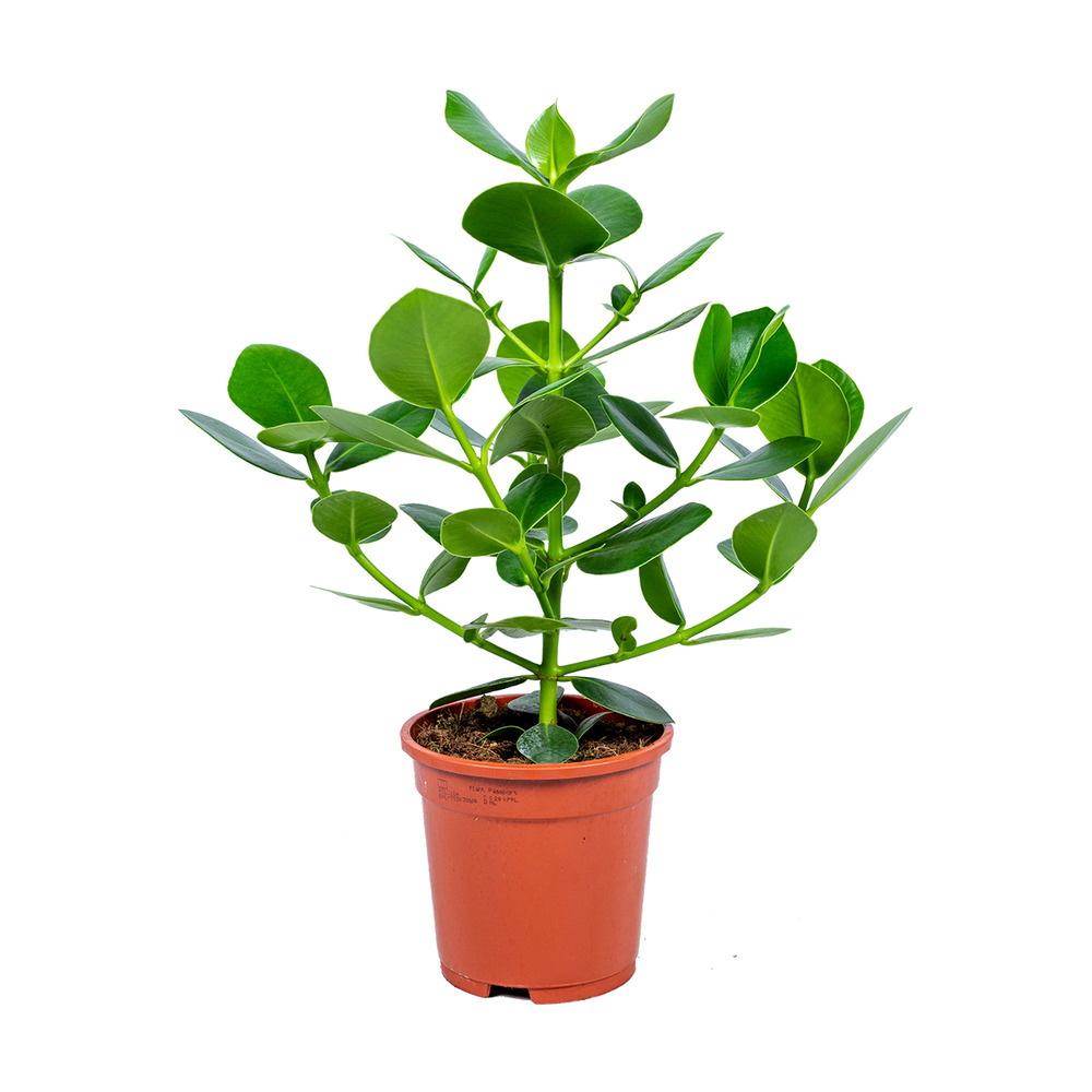 Clusia rosea - arbre cochon - plantes d’intérieur - dépolluante - 50-60 cm de haut - pot 17 cm