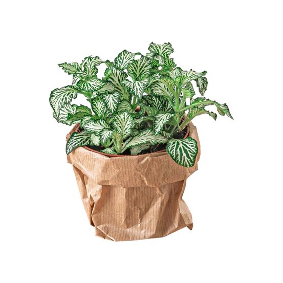 Fittonia vert