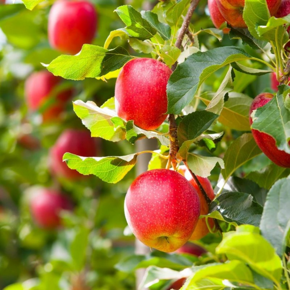 Pommier 'royal gala' (malus domestica 'royal gala' ®)