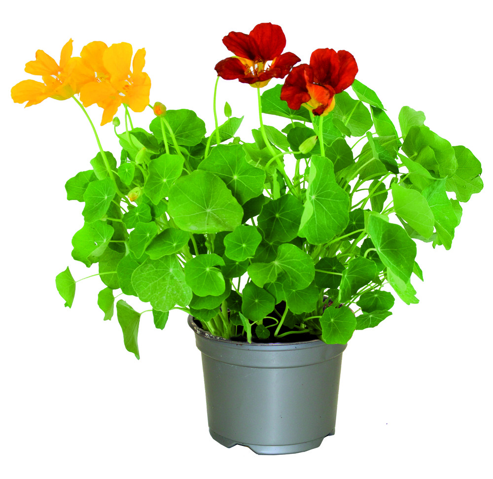 Capucine pot 10,5 cm